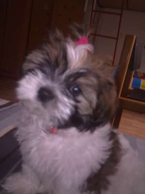 Shih tzu