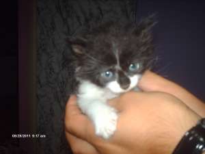 ofer spre adoptie urgent un motanel