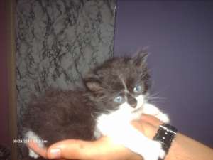 ofer spre adoptie urgent un motanel