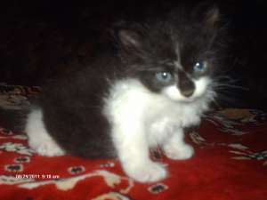 ofer spre adoptie urgent un motanel