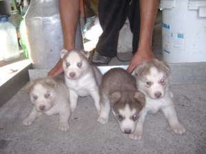 HUSKY de Alaska