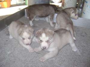 HUSKY de Alaska