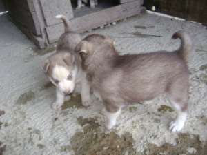HUSKY de Alaska