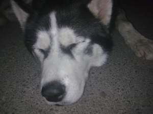 husky pentru adoptie