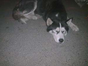 husky pentru adoptie