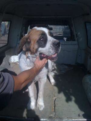 vand Saint Bernard - pereche