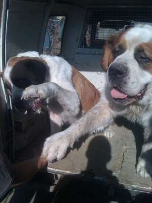 vand Saint Bernard - pereche