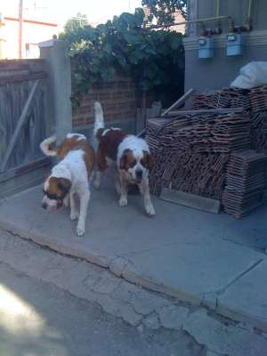 vand Saint Bernard - pereche