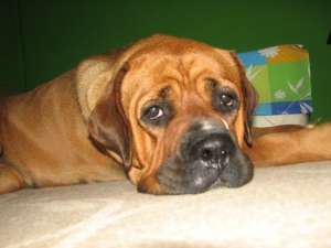 Adopt Tosa Inu