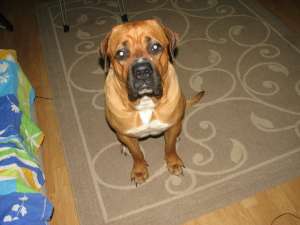 Adopt Tosa Inu