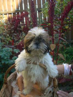 vand catei bison maltez, shitzu, yorkshire terrier