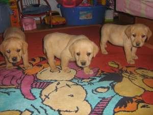 catelusi labrador