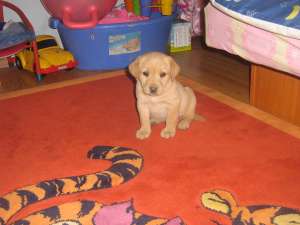 catelusi labrador