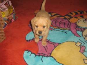 catelusi labrador