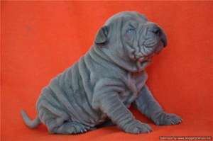 vand pui shar pei 700 ron negociabil