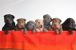 vand pui shar pei 700 ron negociabil