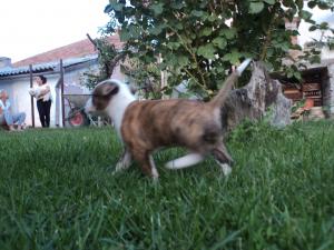 pui amstaff