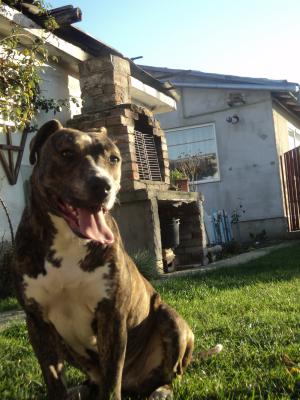 pui amstaff