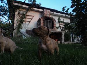 pui amstaff