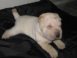 Vand shar pei