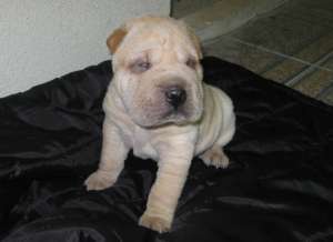 Vand shar pei