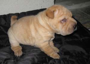 Vand shar pei