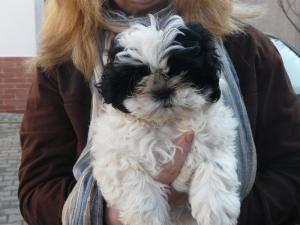 SHIH TZU de vanzare