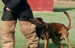 vand pui Ciobanesc Belgian Malinois