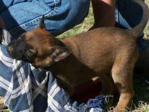 vand pui Ciobanesc Belgian Malinois