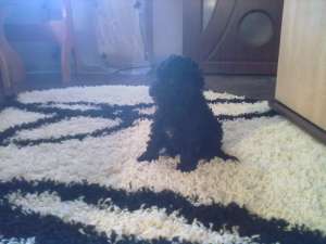 VAND CATEI CANICHE NEGRII