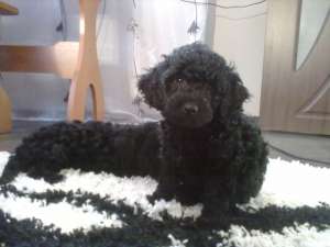VAND CATEI CANICHE NEGRII