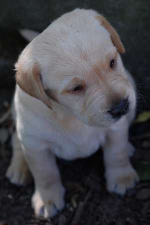 Vand Labradori