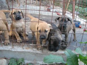 catei presa canario