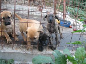 catei presa canario