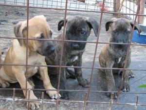 catei presa canario