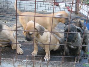 catei presa canario