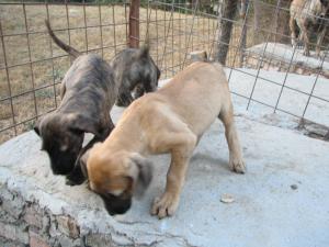 catei presa canario