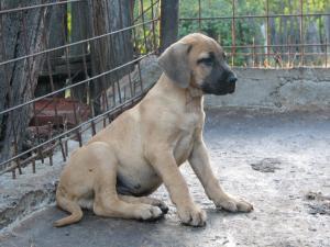 catei presa canario