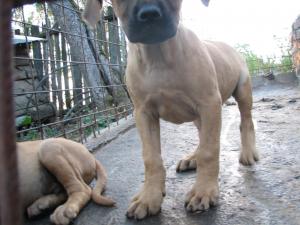 catei presa canario