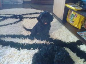 VAND CATEI CANICHE NEGRII