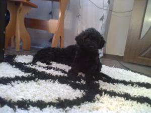 VAND CATEI CANICHE NEGRII