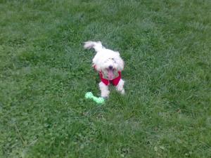 VAND CATEI CANICHE NEGRII