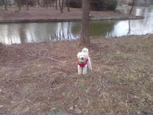 VAND CATEI CANICHE NEGRII