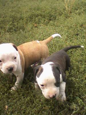 vand puii amstaff
