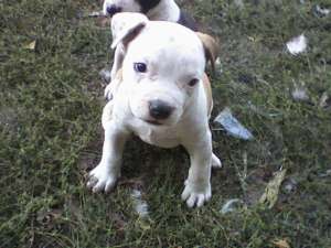 vand puii amstaff