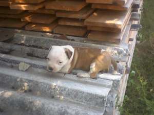 vand puii amstaff