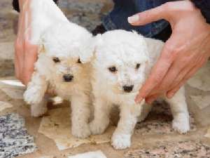 VAND BICHON FRISE