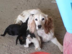 vand pui cocker spaniel, 