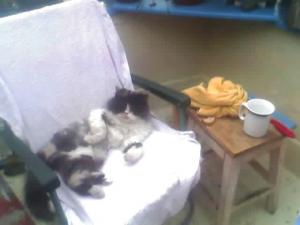 Pierdut pisica persana 9 ani,    castrata,    Nousha,    aducatorului recompensa