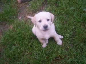 Vand puiut de labrador